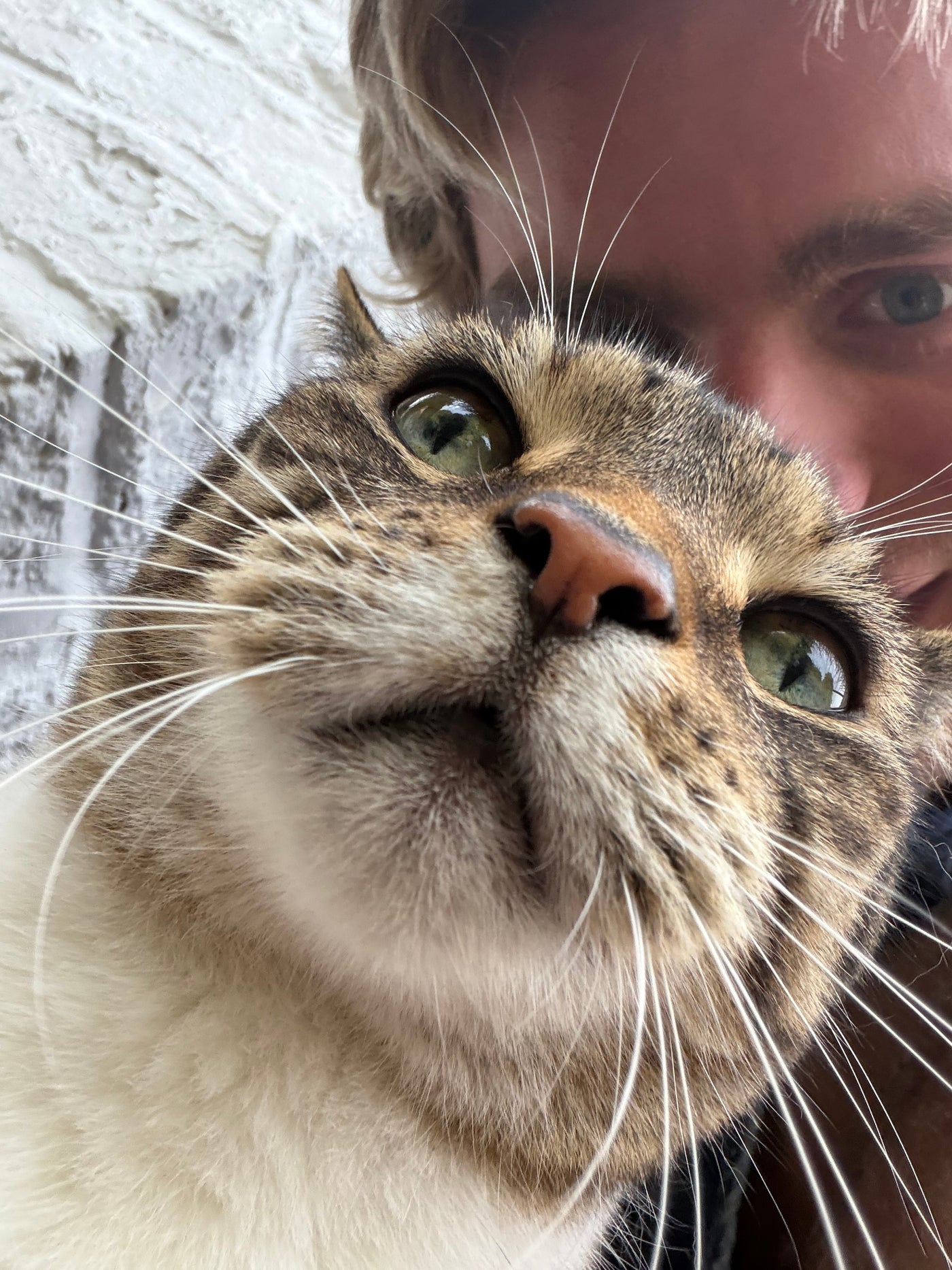 About Avelune Pets